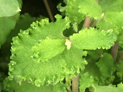 Image of Teucrium scorodonia 'Crispum Marginatum' - Curly wood sage