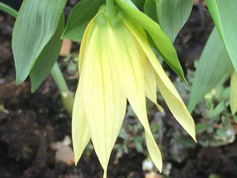 Image of Uvularia grandiflorum 'Pallida'