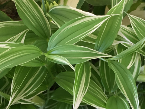 Image of Disporum sessile ‘Variegatum’ - Variegated Fairy Bells