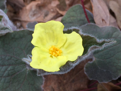 Image of Saruma henryi