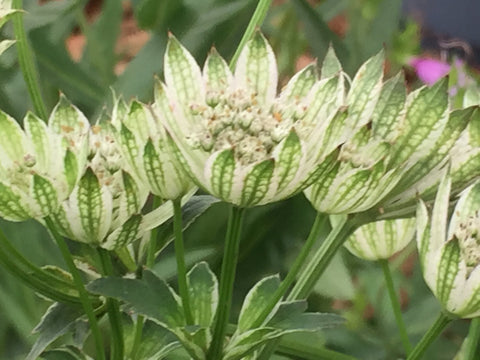 Image of Astrantia ‘Star of Billion’ (PBR)