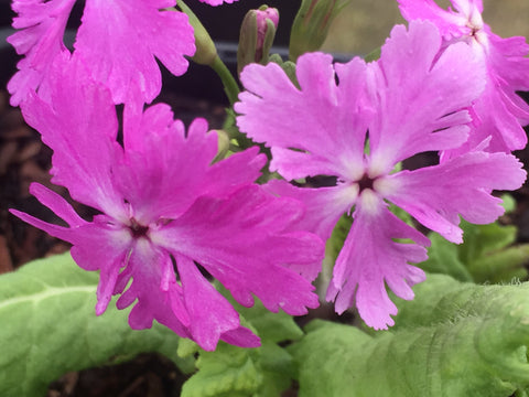 Image of Primula sieboldii - Japanese primula
