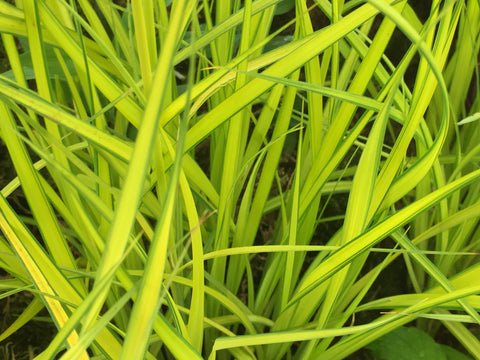 Image of Carex elata ‘Aurea’ - Bowles Golden Sedge