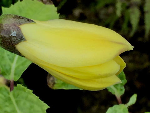 Image of Kirengeshoma palmata - Yellow wax-bells