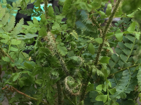 Image of Polystichum braunii