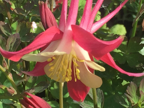 Image of Aquilegia 'Crimson Star' - Columbine variety, Granny's bonnet variety