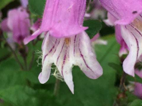 Image of Penstemon smallii
