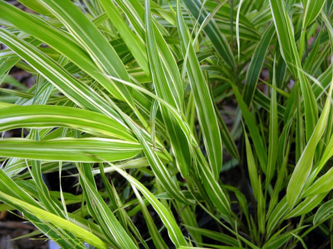 Image of Hakonechloa macra 'Albovariegata' syn. H. m. ‘Albostriata’ - Japanese forest grass variety, Hakone grass variety