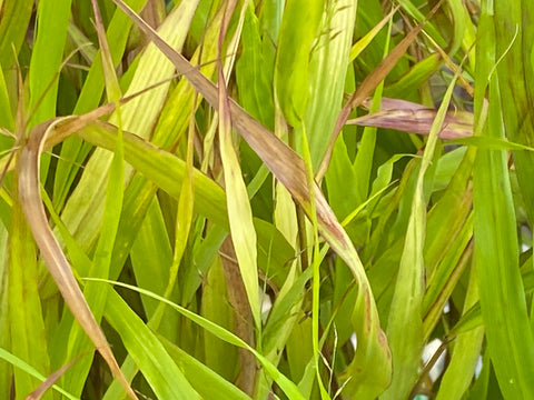 Image of Hakonechloa macra 'Beni-kaze’ - Hakone grass variety, Japanese forest grass