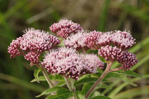 Image of Eupatorium cannabinum - Hemp agrimony