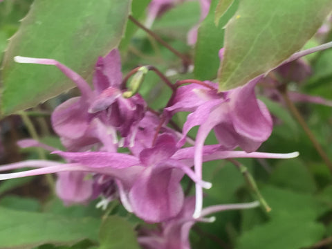 Image of Epimedium grandiflorum 'Lilafee' - Barrenwort variety, Bishop's mitre variety