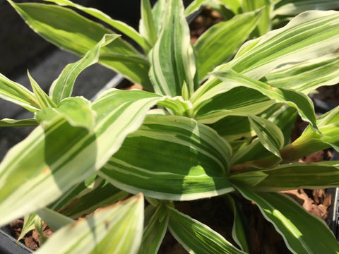Image of Carex ciliatomarginata ‘Treasure Island’