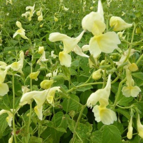 Image of Nepeta govaniana