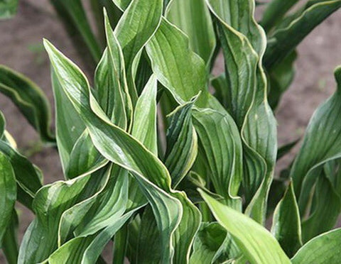 Image of Hosta 'Praying Hands' [AGM] - Plantain lily variety