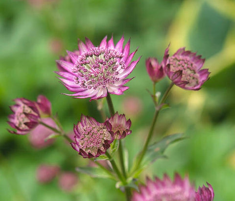 Image of Astrantia ‘Star of Beauty’