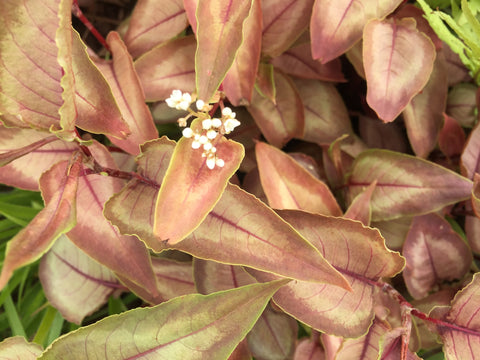 Image of Persicaria ‘Silver Dragon’ (PBR)