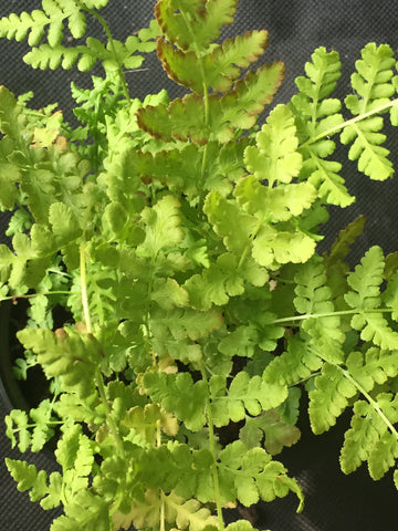 Image of Woodsia obtusa - Blunt-lobed cliff fern