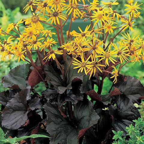 Image of Ligularia dentata ‘Midnight Lady’