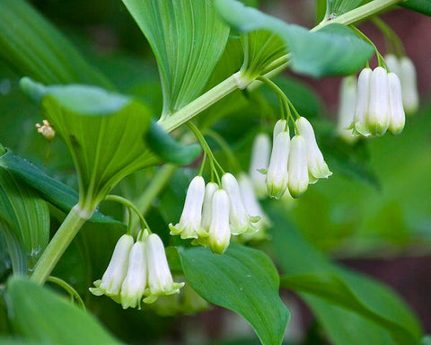 Image of Polygonatum biflorum - Great Solomon's Seal
