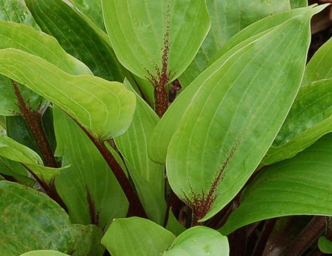 Image of Hosta ‘Purple Heart’