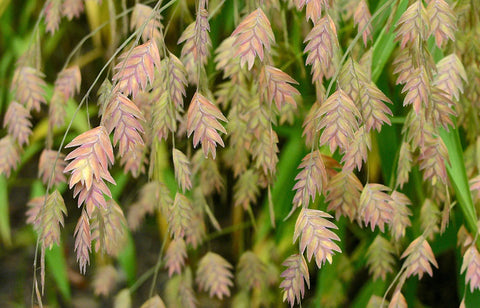 Image of Chasmanthium latifolium