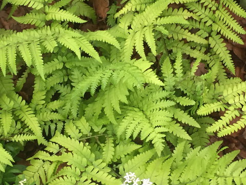 Image of Dryopteris sichotensis syn. D. coreano subsp. montana
