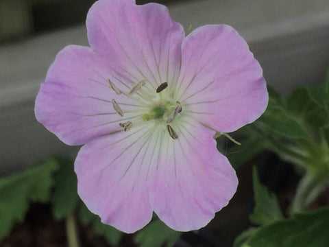 Image of Geranium maculatum ‘Beth Chatto’