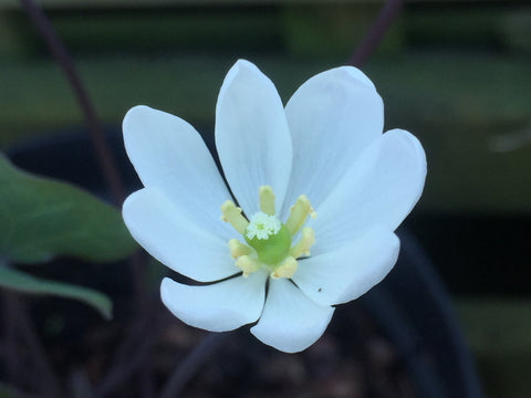 Image of Jeffersonia diphylla - Blue twinleaf
