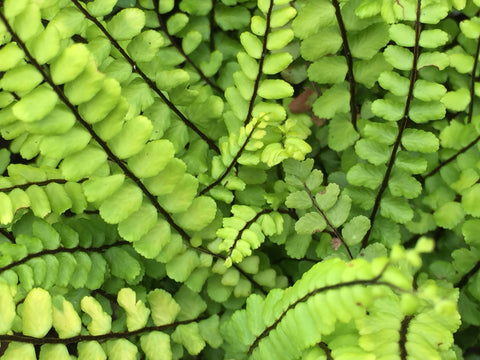 Picture of Ferns