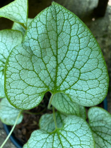 Image of Brunnera macrophylla ‘Silver Spear’ (PBR)