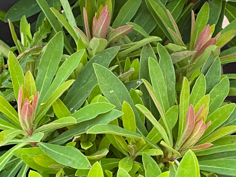 Image of Euphorbia x martinii ‘Walberton’s Little Treasure’