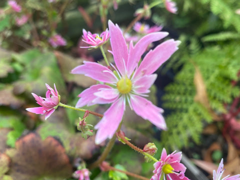 Image of Saxifraga ‘Sybil Trelawney JP’ (fortunei)