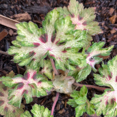 Image of Geranium phaeum 'Springtime'