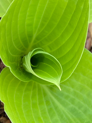 Image of Hosta ‘City Lights’