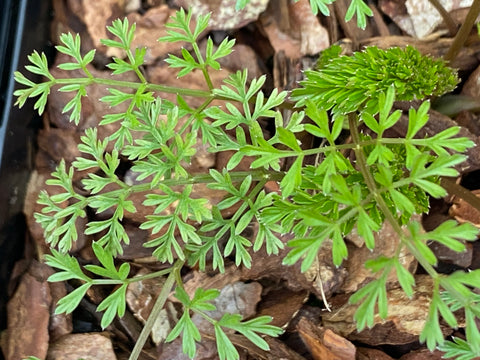 Image of Cenolophium denudatum [AGM]- Baltic parsley