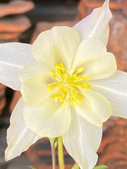 Image of Aquilegia ‘Kristall’