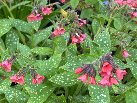 Image of Pulmonaria ‘Shrimps on the Barbie’