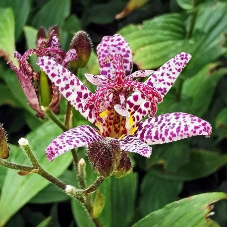 Image of Tricyrtis 'Empress' - Toad lily variety