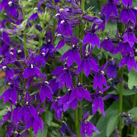 Image of Lobelia x speciosa STARSHIP BLUE (‘Pas1302712’) (Starship Series)