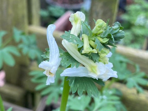 Image of Corydalis solida subsp. solida ‘White Knight’