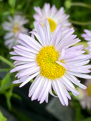 erigeron lavender lady seeds Erigeron karvinskianus 'Lavender Lady' – Moore and Moore Plants
