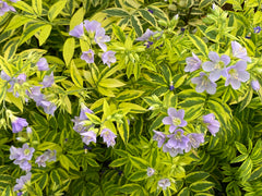 Image of Polemonium ‘Golden Feathers’