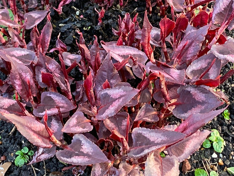 Image of Persicaria microcephala 'Red Dragon'