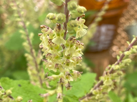 Image of Teucrium scorodonia - Wood sage, Wood Germander
