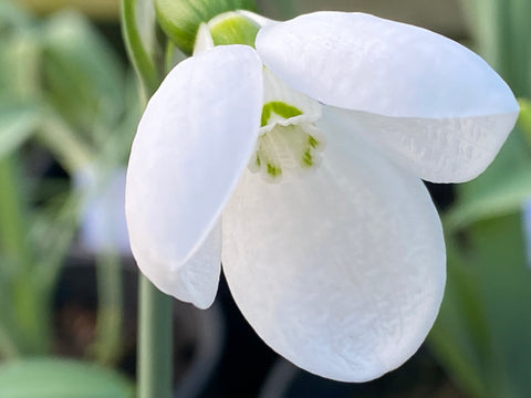 Image of Galanthus ‘Polar Bear’