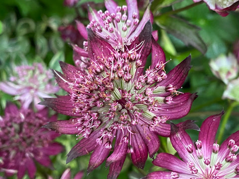 Image of Astrantia ‘Burgundy Manor’ [AGM]