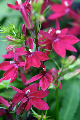 Image of Lobelia x speciosa Starship Burgundy (‘Pas1301790) (Starship Series)
