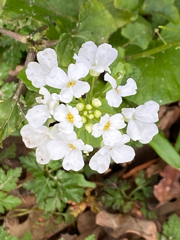 Image of Pachyphragma macrophyllum