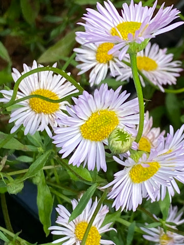 Image of Erigeron karvinskianus ‘Lavender Lady’