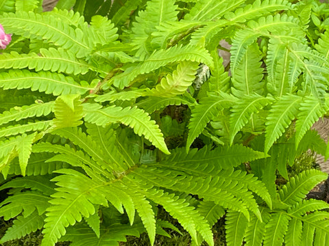 Image of Matteucia orientalis [AGM] - Oriental Ostrich Fern